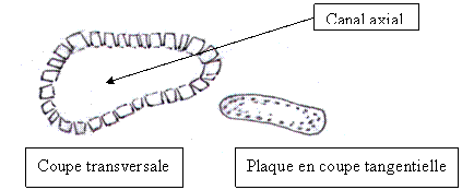 Gymnocodiac&eacute;es