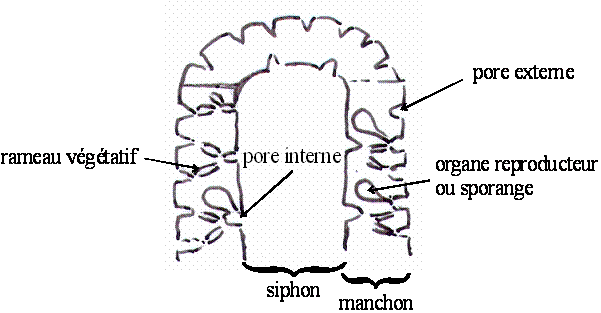carb_algues_dasycladales