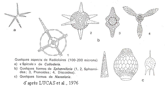 silice_radiolaire